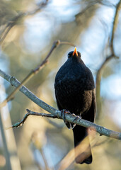 Fototapeta premium Phoenix Park's Songster - Male Blackbird (Turdus merula) in Dublin