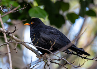 Phoenix Park's Songster - Male Blackbird (Turdus merula) in Dublin