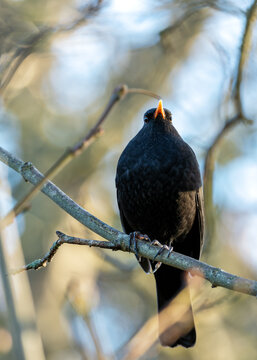 Phoenix Park's Songster - Male Blackbird (Turdus merula) in Dublin