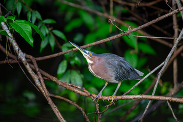 US Wetlands' Stealthy Spectacle - Green Heron (Butorides virescens) West of the Rockies.