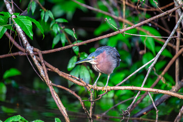 US Wetlands' Stealthy Spectacle - Green Heron (Butorides virescens) West of the Rockies.