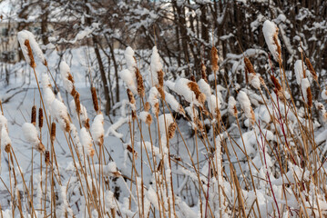 Cattails In The Snow Along the Fox River Trail After A Large January Snowstorm In De Pere, Wisconsin
