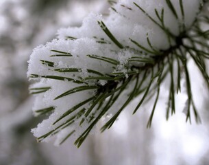 a close-up of a conifer branch covered in white snow