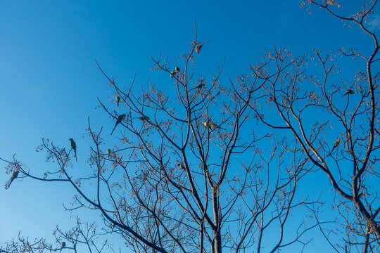 parrots in the with blue sky - Powered by Adobe