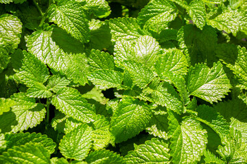 Nature. beautiful green leaves of melissa.