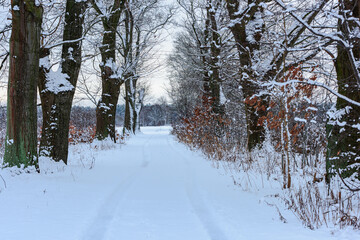 Polna droga zimą, pokryta grubą warstwą śniegu. W śniegu widać odciśnięte ślady samochodów. Po obu stronach drogi rosną duże dęby. - obrazy, fototapety, plakaty