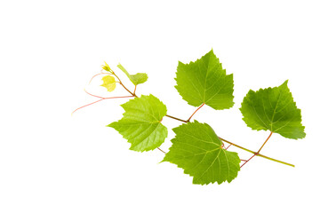 Grapevine and grape leaves isolated on white. Free space for text.