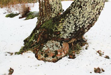 a large birch perched on a mossy stone