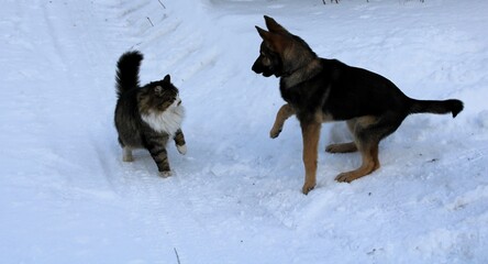 eternal enemies - cat and dog, preparing for a snow battle