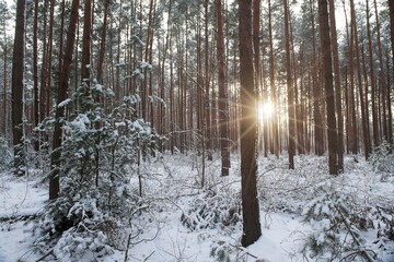 Wysoki, sosnowy las zimą. Śnieg pokrywa korony drzew, ziemię i oblepia smukłe wysokie pnie. Gałęzie drzew uginają się pod ciężarem śniegu. - obrazy, fototapety, plakaty