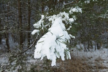 Gałąź sosny pokryta grubą warstwą śniegu tworzącą okiść. Spod śniegu wystają czubki...