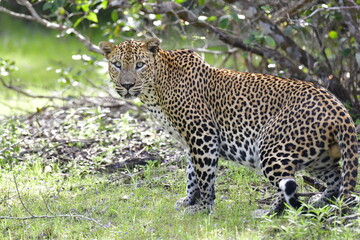 Sri Lankan Leopard, Panthera Pardus Kotiya at Wilpattu National Park