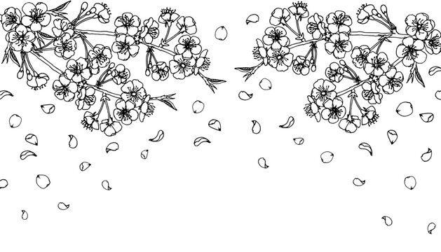 Flowering Cherry tree branches and flying petals. Blooming Sakura. Hand drawn sketch line vector illustration