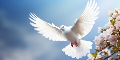 Fototapeta premium White dove flying with open wings on blue sky for freedom, Peace symbol