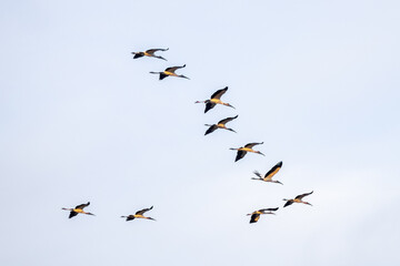 grupo de cigüeñas americana calva volando en el cielo azul, en autlan de navarro, jalisco - obrazy, fototapety, plakaty