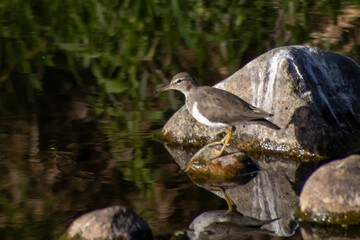 ave o pajaro actitis macularius