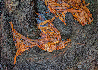 Autumn leaves in forest on tree trunk