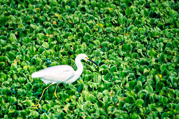 Great Egret Walking on Water Plants