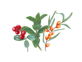 Composition with sea buckthorn berries, lingonberry, mint plant. Branches of berries and aromatic herb. Watercolor illustration for label, logo, cosmetic design