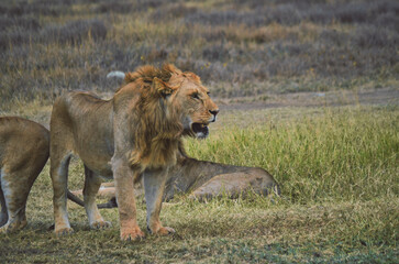 a large lion walking through tall grass next to other animals