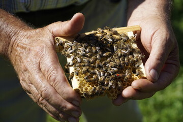 Naklejka premium bees