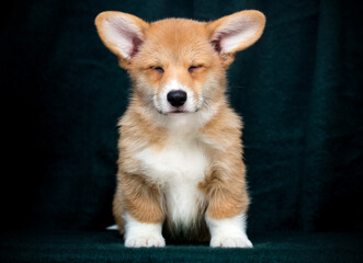 red corgi puppy with closed eyes