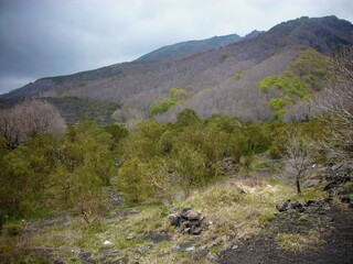 Panorama Etneo, tra rocce vulcaniche e alberi.