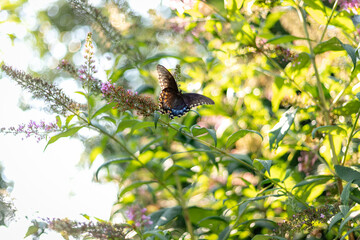 Butterfly on a bush