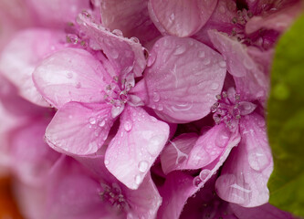 Close up photo of a pink hydrangea flower after a rain with raindrops on its petals