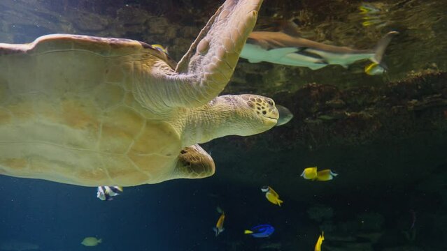 A sea turtle swims in a marine aquarium.