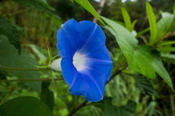 blue iris flower