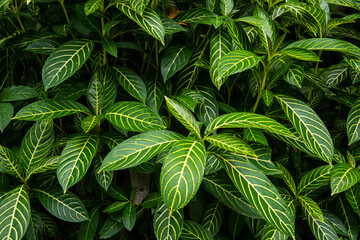 green leaves background