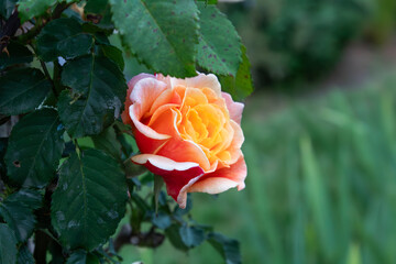 A perfect rose for a perfect day.