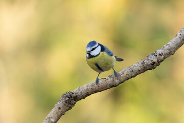 Blue Tit Cyanistes caeruleus perched on a dead branch