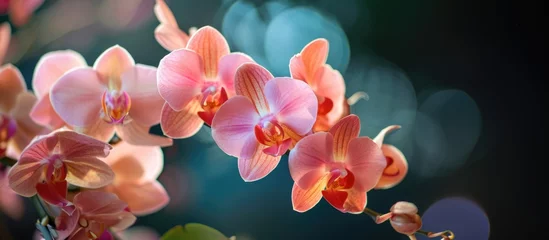 Foto op Canvas Orchids, reworded © 2rogan