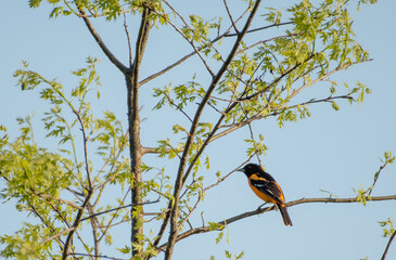 Baltimore Oriole
