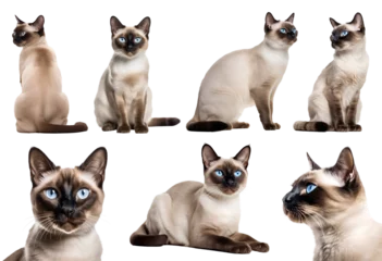 Tuinposter Siamese cat kitten kitty many angles and view portrait side back head shot isolated on transparent background cutout, PNG file © Sandra Chia