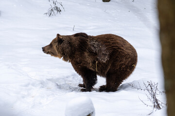 Winter Brown Bear. Winter Wonderland Bear
. Icy Ursus. 