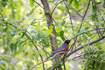 American Robin