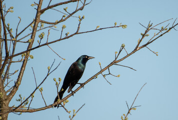 Common Grackle