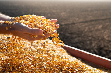 Farmer holding ripe corn grains in his hands at sunset