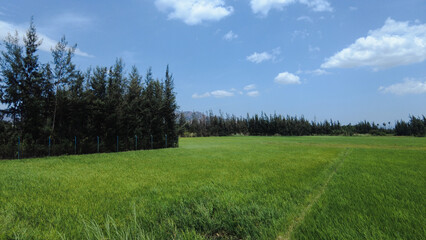 Obraz premium Beautiful green paddy field, Nanjinaad region, kanyakumari, Tamil Nadu