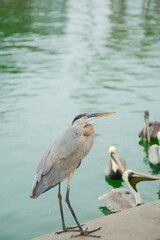 Blue heron perched on a concrete sea wall looking to the right. Behind bird is water with pelicans and reflections in the background.
