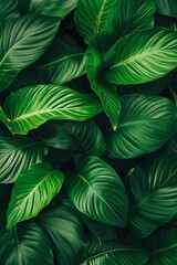 leaves of Spathiphyllum cannifolium, abstract green texture, nature background, tropical leaf vertical banner.