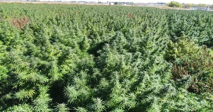 Aerial drone footage of hemp field in Colorado