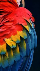 Obraz premium a close up of a colorful bird's feathers