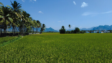 Nanjinaad paddy field and western ghats mountain range kanyakumari, Tamil Nadu, India 