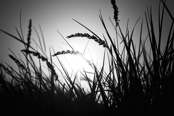 A black and white photo showcasing tall grass. Suitable for nature and landscape themes - Powered by Adobe