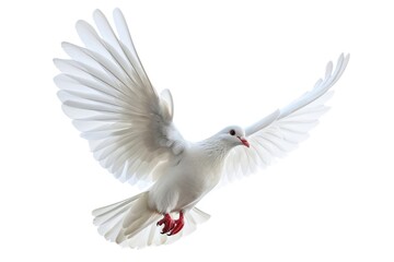 A white dove gracefully soars through the air with its wings fully extended. This image can be used to symbolize peace, freedom, and spirituality