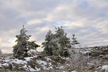 Winter landscape with snow and trees